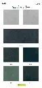 page_3.webp